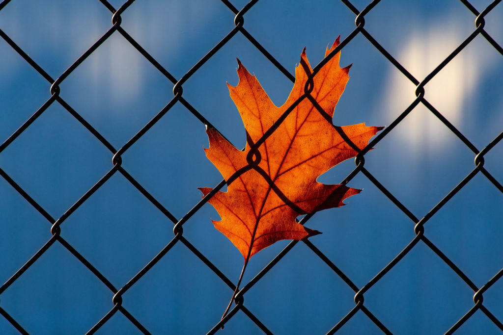 Leaf on fence symbolizing deportation and removal defense.
